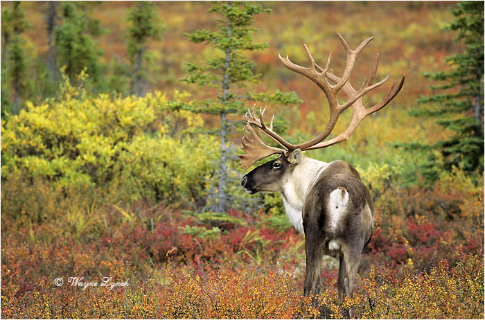 Caribou 102 by Dr. Wayne Lynch &copy;